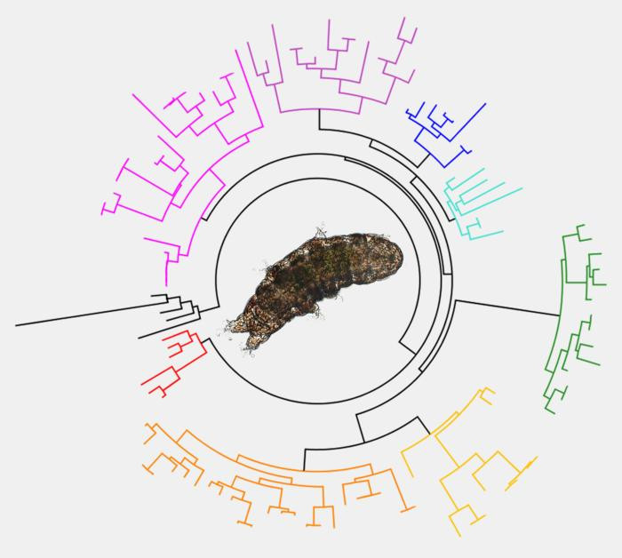 Click image for larger version

Name:	Low-Res_GBE_Highlight_tardigrade_fig.jpg
Views:	274
Size:	75.8 KB
ID:	325417