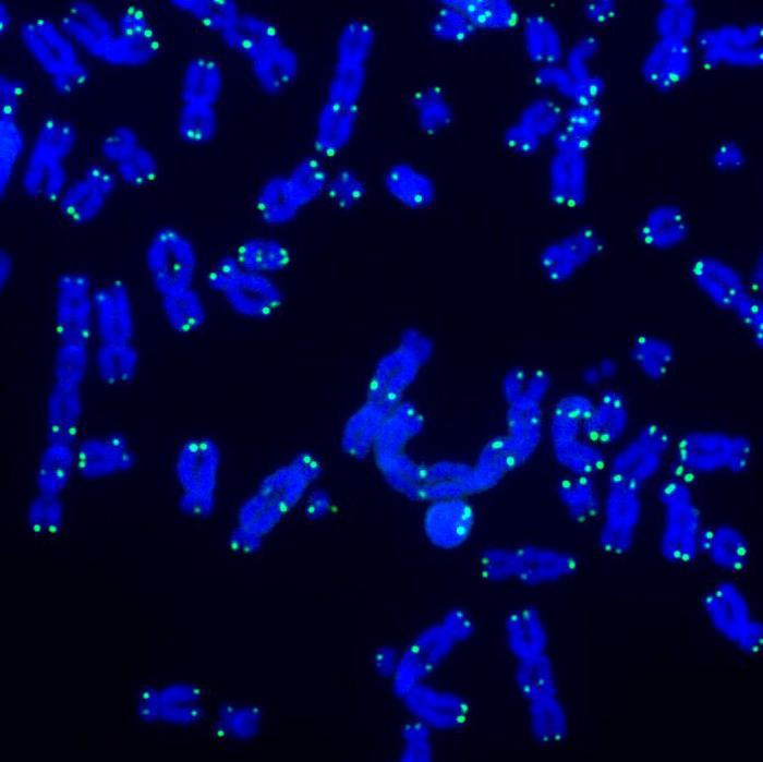 Click image for larger version

Name:	Low-Res_Salk-Telomeres.jpg
Views:	505
Size:	73.0 KB
ID:	325832