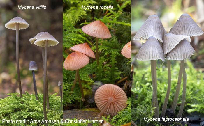 Click image for larger version

Name:	Low-Res_Mycena_images_18June24 (2).jpg
Views:	184
Size:	104.8 KB
ID:	325869