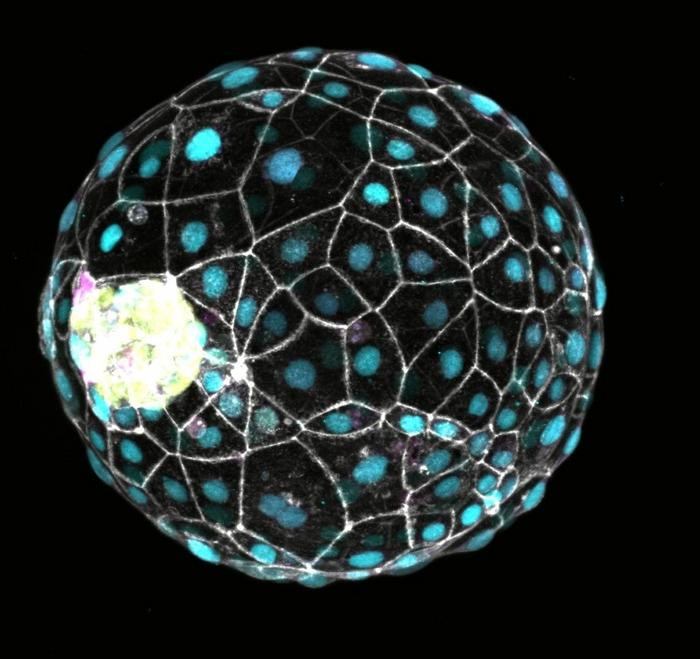Click image for larger version

Name:	Low-Res_Rivron_Cell_cover image.jpg
Views:	161
Size:	96.5 KB
ID:	326129