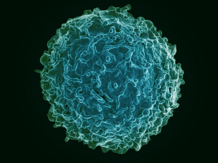 Click image for larger version

Name:	Low-Res_Human B cell from National Institutes of Allergy and Infectious Diseases 1.jpg
Views:	176
Size:	85.8 KB
ID:	326198