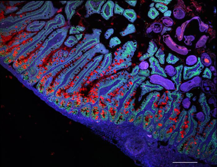 Click image for larger version

Name:	Low-Res_The human small intestine-Image credit Grace Burgin, Noga Rogel &amp; Moshe Biton, Klarman Cell Observatory, Broad Institute.jpg
Views:	278
Size:	155.6 KB
ID:	326292