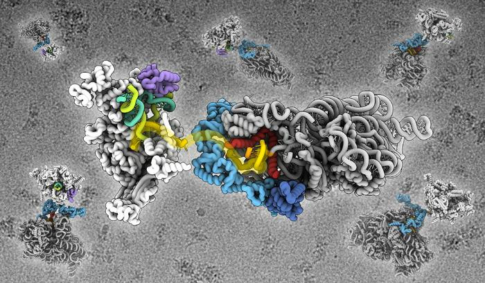 Click image for larger version  Name:	Low-Res_mRNA delivery comms.jpg Views:	0 Size:	126.8 KB ID:	326306
