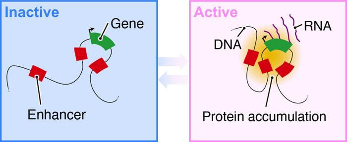 Click image for larger version

Name:	Low-Res_nanog gene in active and inactive state-1.jpg
Views:	134
Size:	42.6 KB
ID:	326319