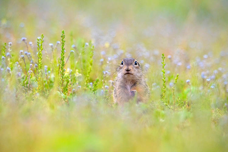 population genomics has applications in wildlife conservation and agriculture