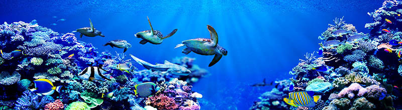 coral reef