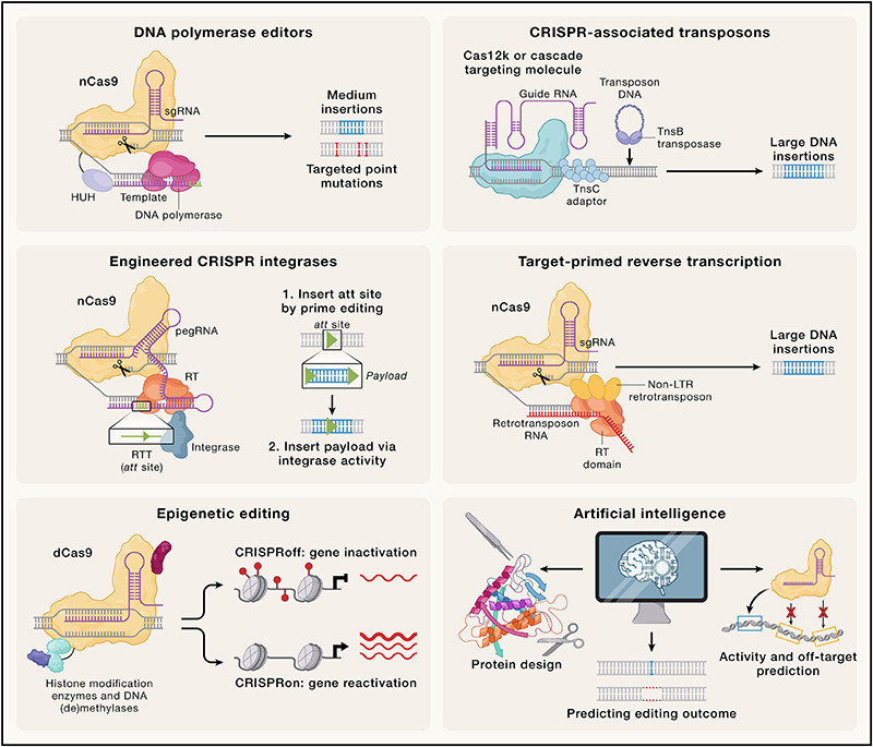 Click image for larger version  Name:	SEQ-gene-edit-image-dario-july2026.jpg Views:	0 Size:	157.3 KB ID:	327636