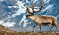 Low-Res_img_3322rein.jpg