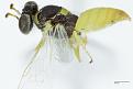 Low-Res_Male Xanthesma (Xenohesma) brachycera.jpg