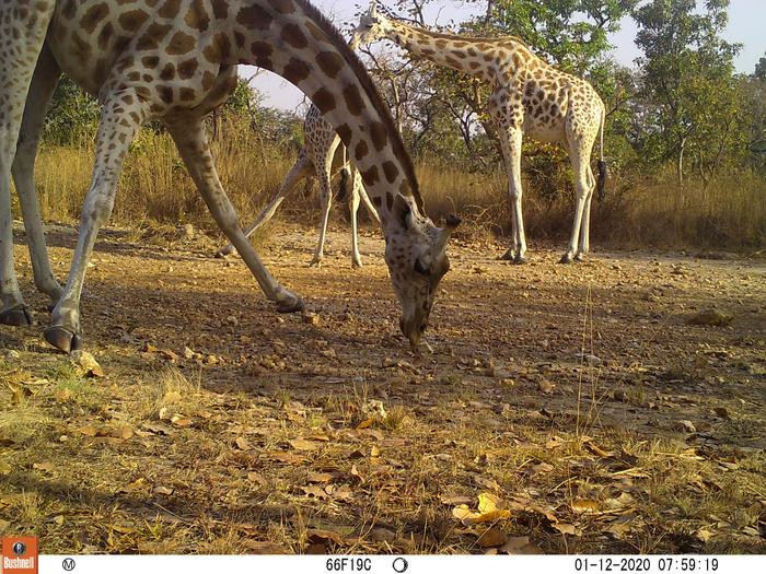 Click image for larger version

Name:	Low-Res_23 Jan Camera trap Cameroon giraffe Credit Bristol Zoological Society.jpg
Views:	64
Size:	198.2 KB
ID:	325556